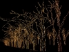 Christmas Lights